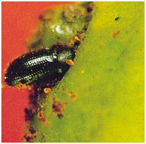 Coffee Berry Borer entering coffee berry